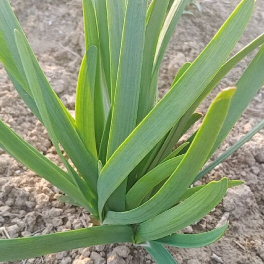 淮安红根韭菜 精品头刀韭菜，基地直发