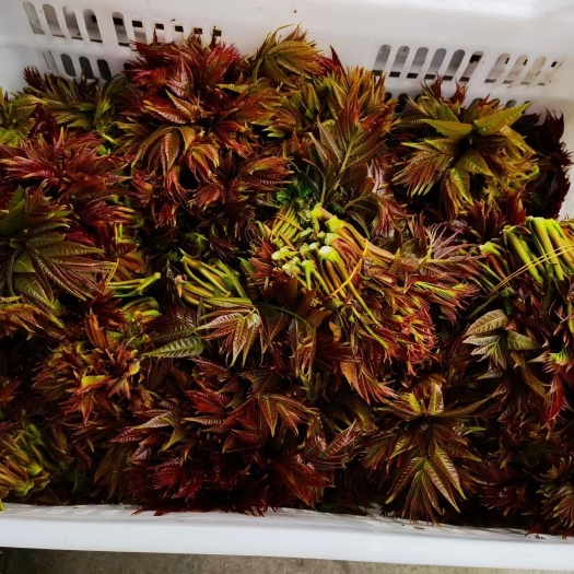 红油香椿 香椿嫩芽