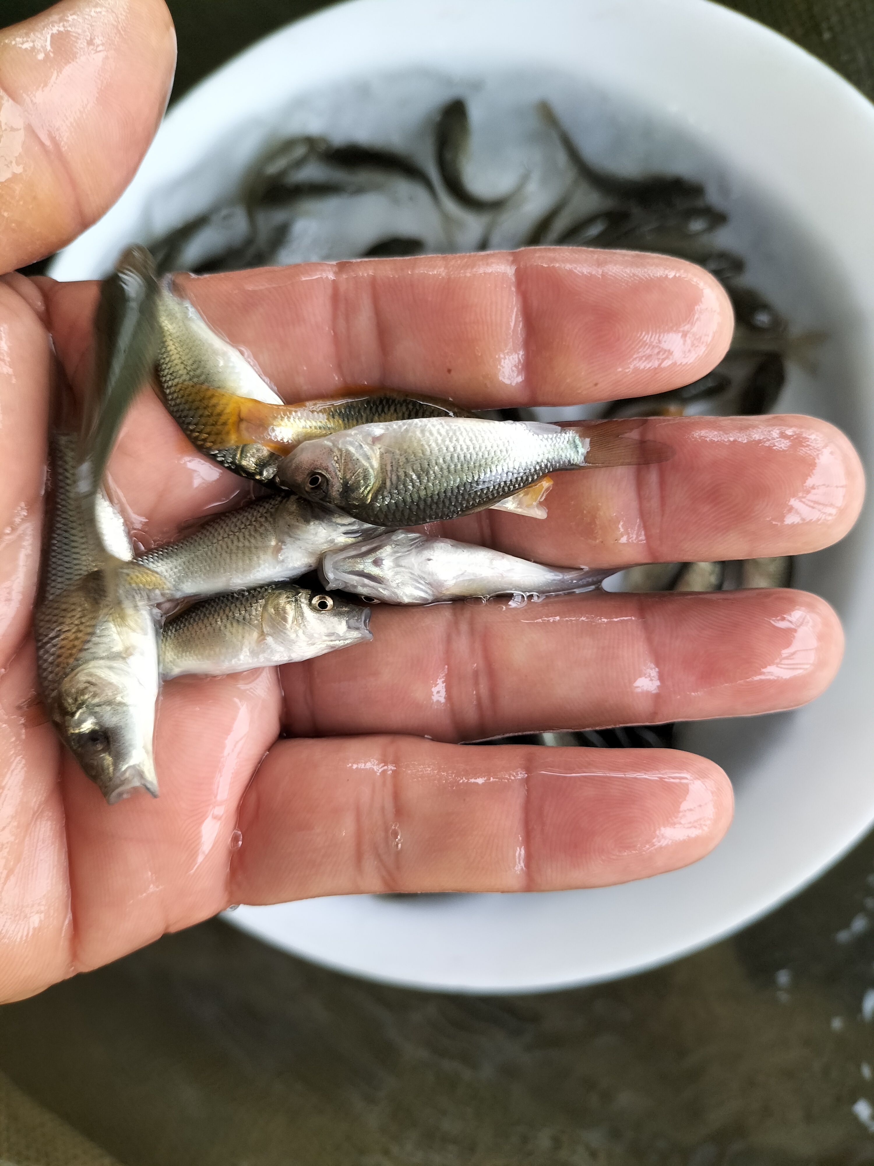 鲤鱼苗淡水鱼塘养殖，稻田鲤，建鲤小鱼苗，红尾鲤鱼苗。