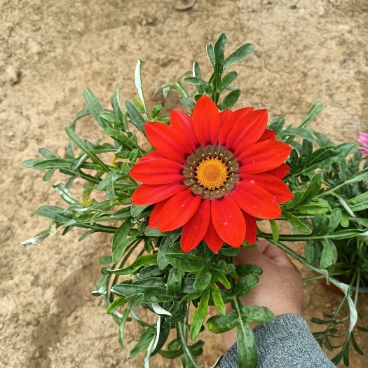  勋章菊 多色勋章菊盆栽 自家基地 产地直发