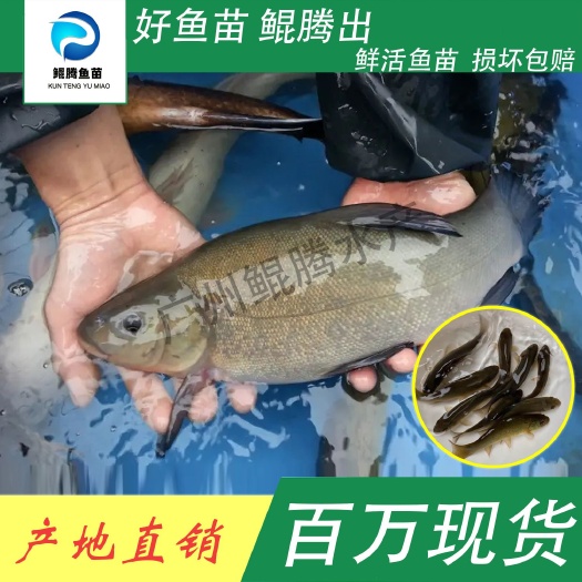 广州 丁桂鱼苗 丁桂鱼苗 鲲腾鱼苗 好鱼苗鲲腾出 产地直销百万现货