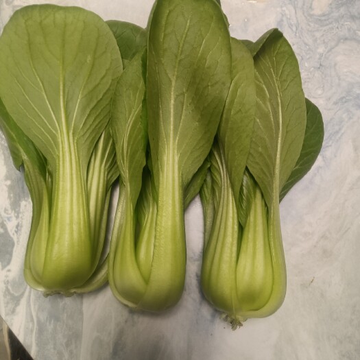 曹县上海青 油菜