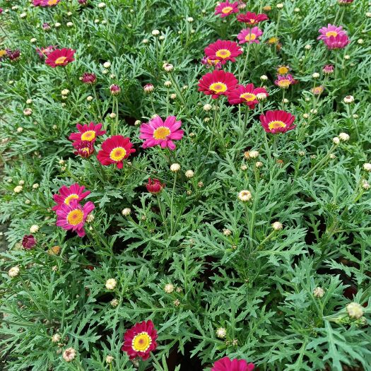 青州市玛格丽特花 木春菊 优质玛格丽特 木茼蒿 产地直发
