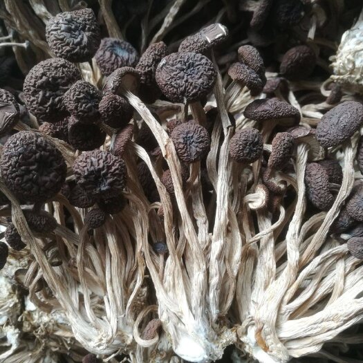 广昌县广昌5号茶树菇