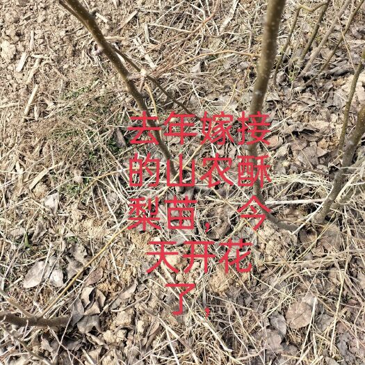 酥梨苗现起现发成活率