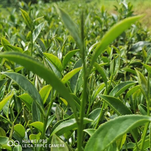 腾冲市 乌龙茶