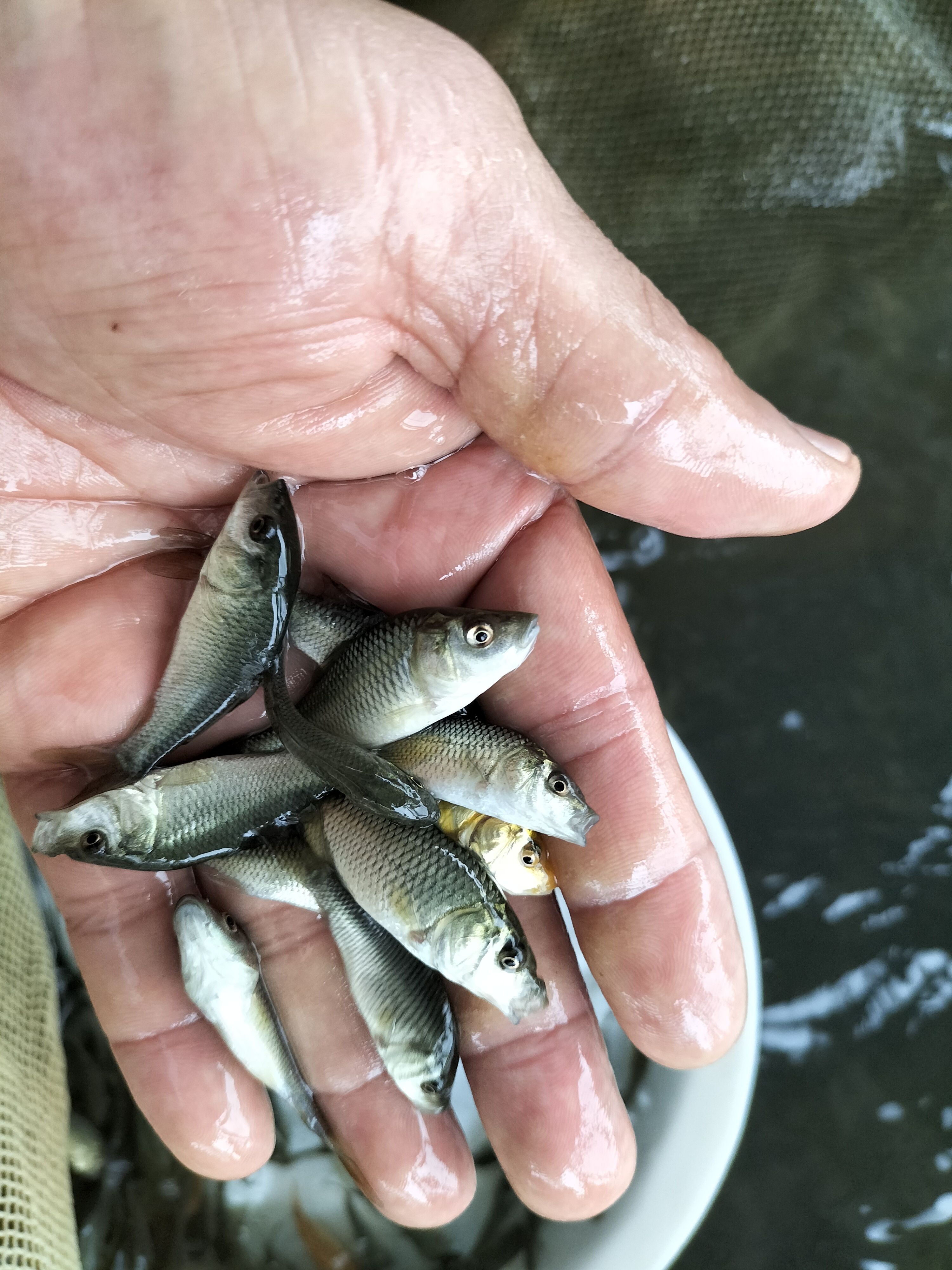 鲤鱼苗淡水鱼塘养殖，稻田鲤，建鲤小鱼苗，红尾鲤鱼苗。