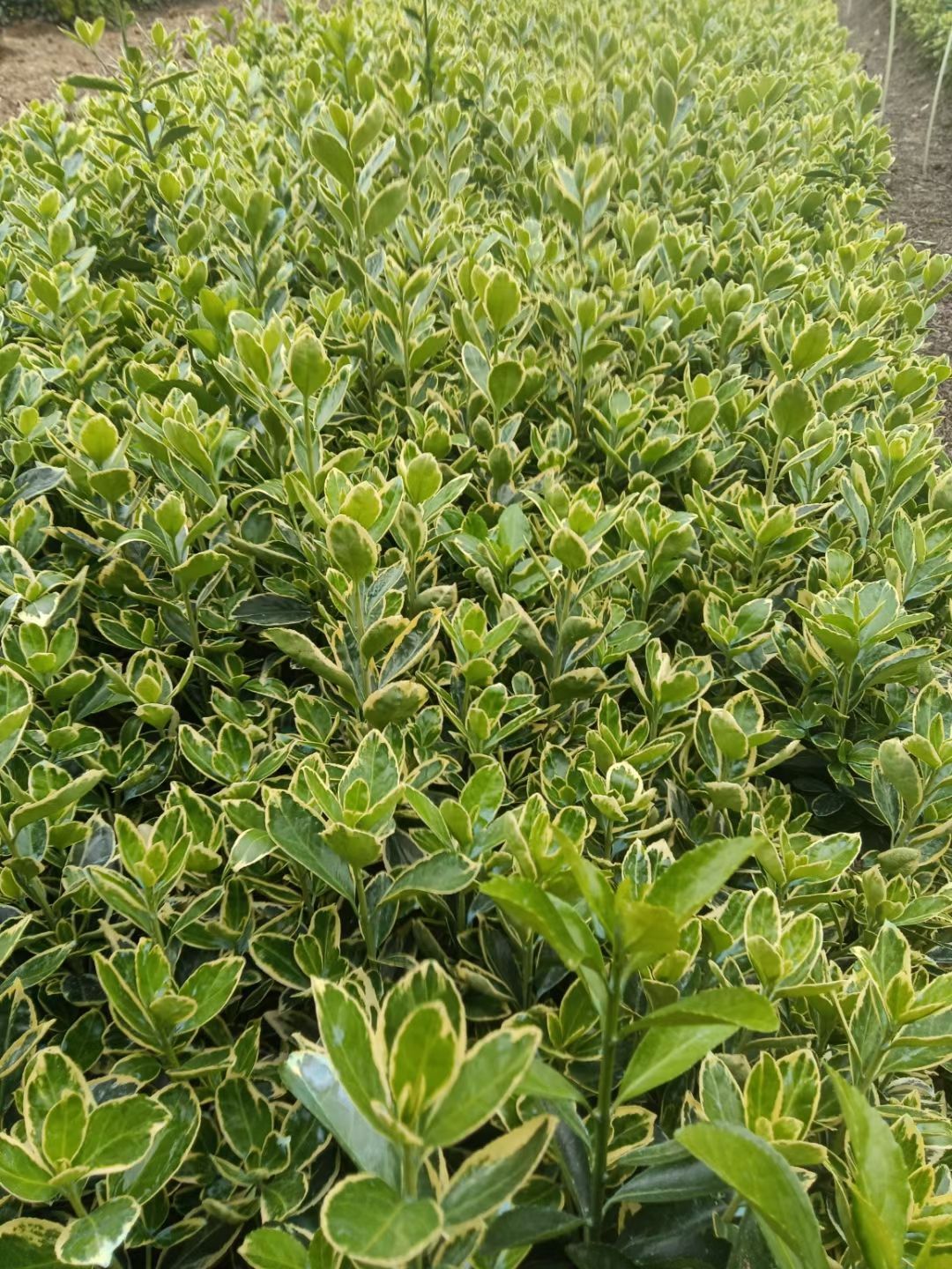 金边黄杨基地直销