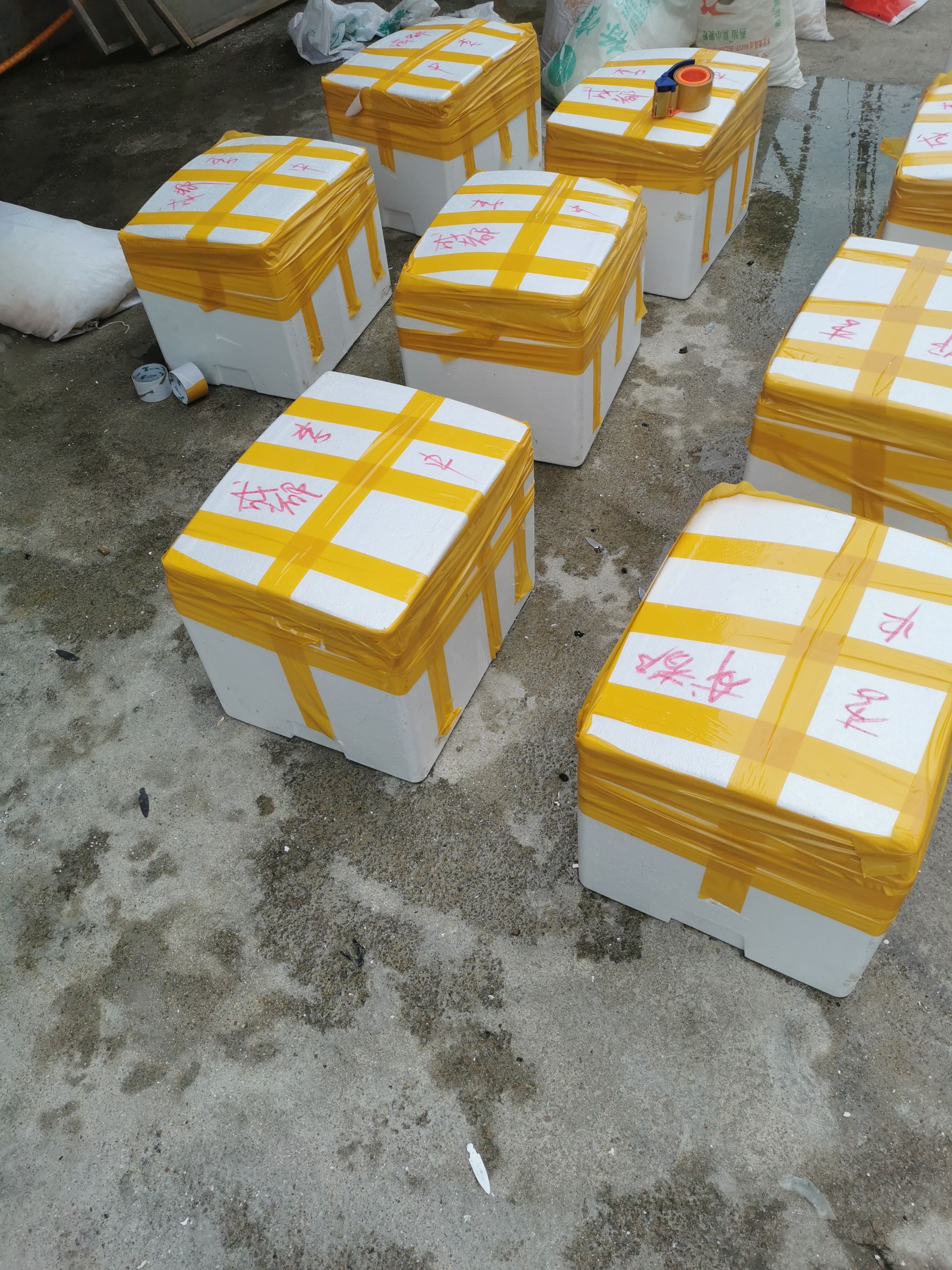 长牡蛎 福建生蚝，场地直批