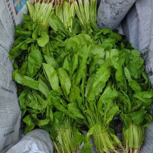 昆明 荠菜
