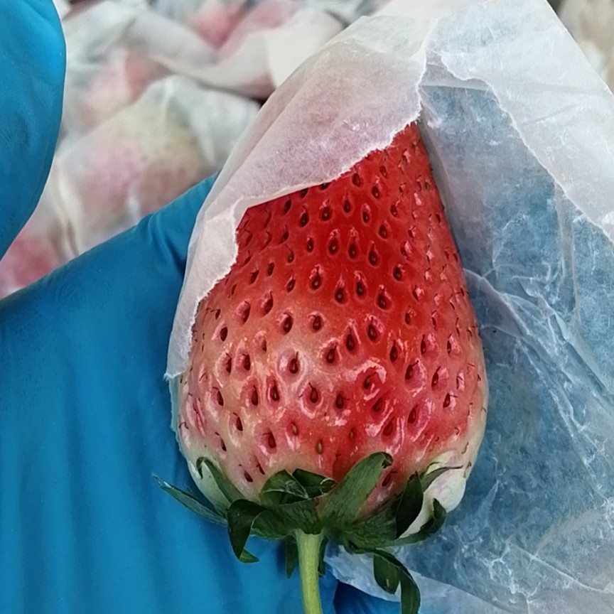 平度市甜宝草莓 套袋免洗牛奶草莓，口感香甜，硬度高，耐运输