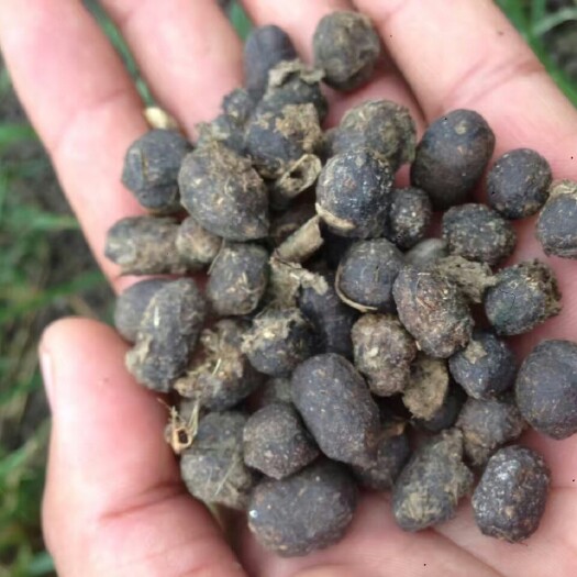 羊粪 羊场直发 颗粒羊粪 羊粪搬运工只搬运源于羊肠的羊粪
