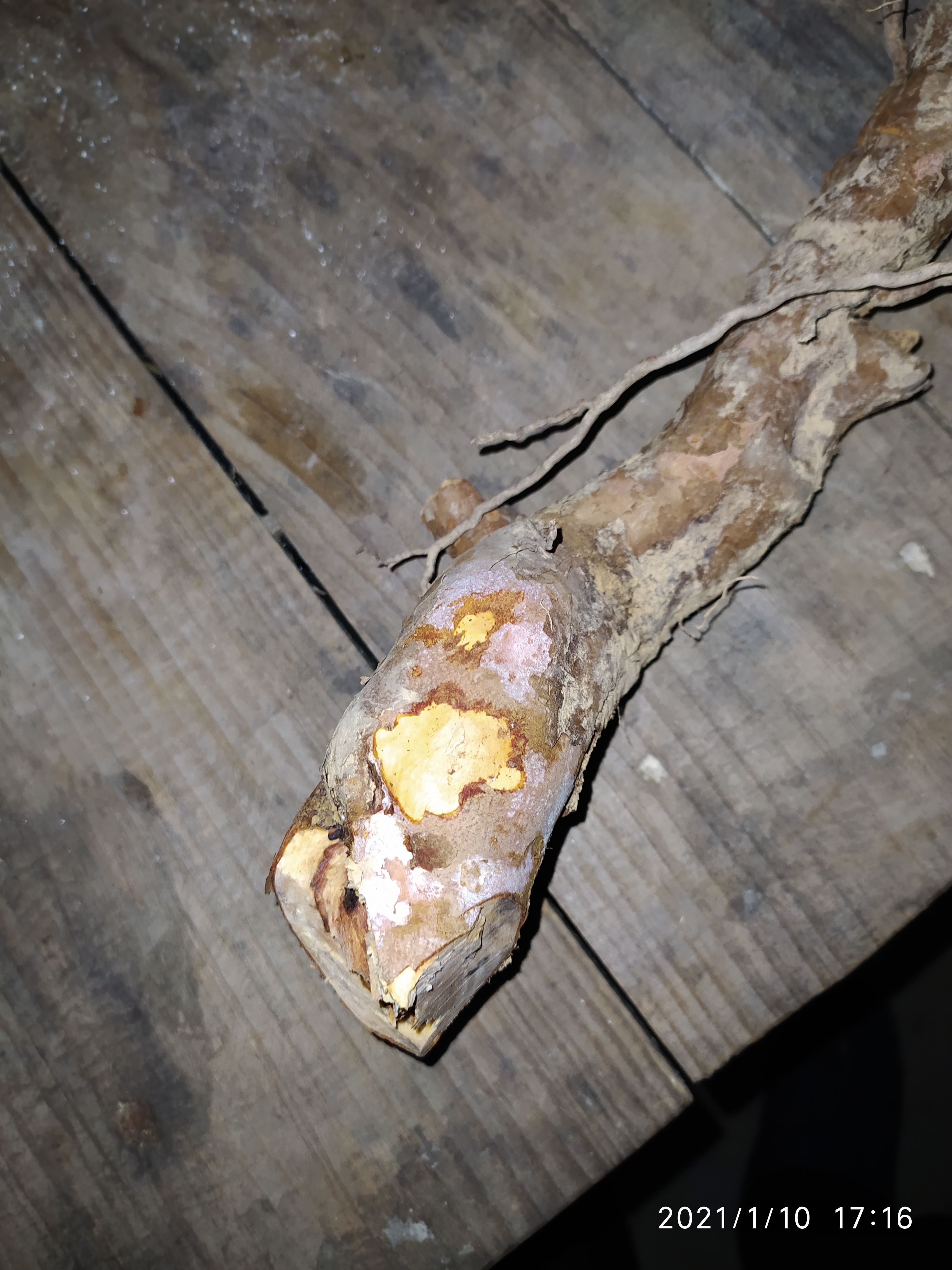 黄花杜鹃  黄杜鹃根 根 黄杜鹃树根 干货鲜货都有