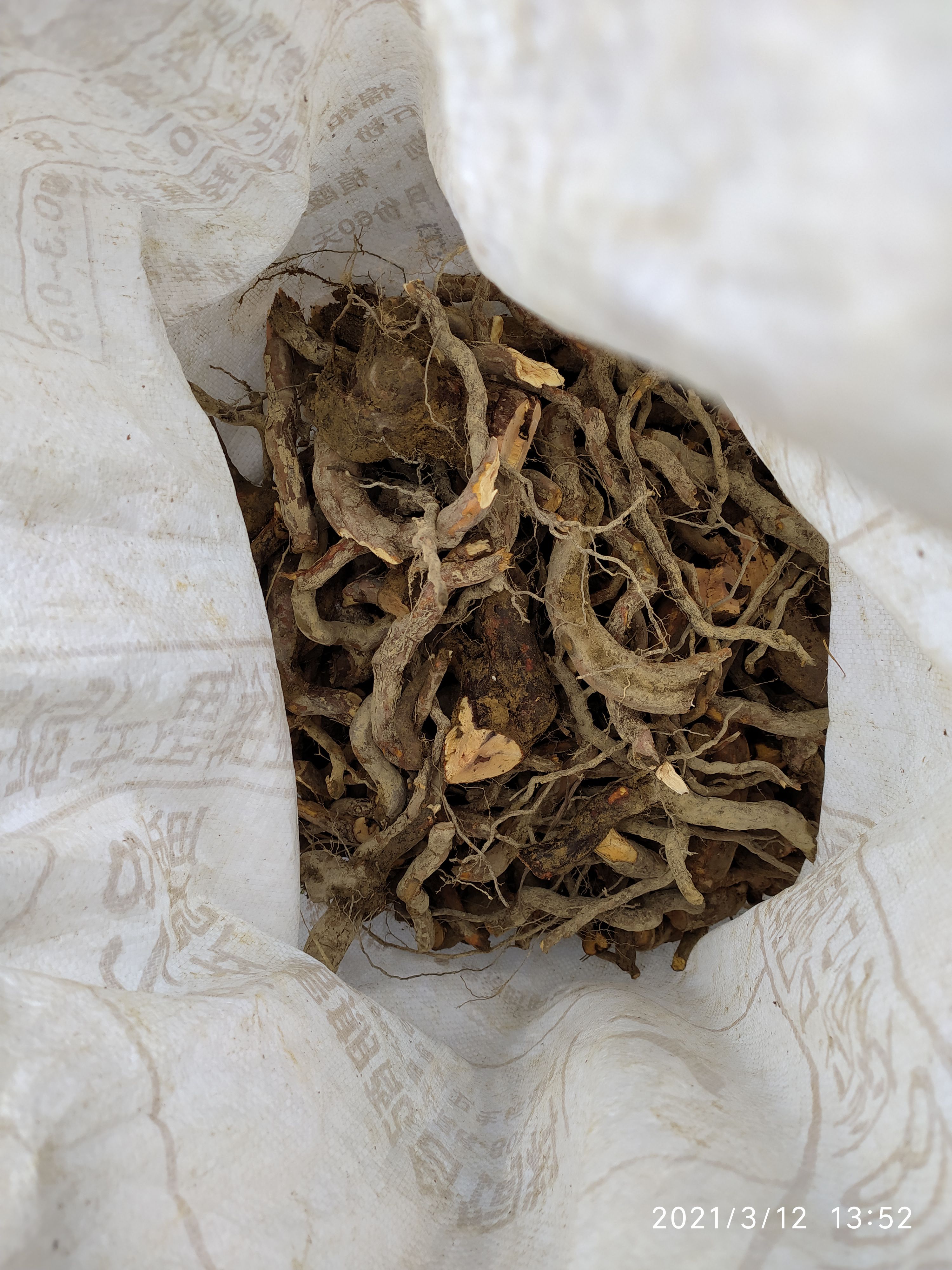 黄花杜鹃  黄杜鹃根 根 黄杜鹃树根 干货鲜货都有