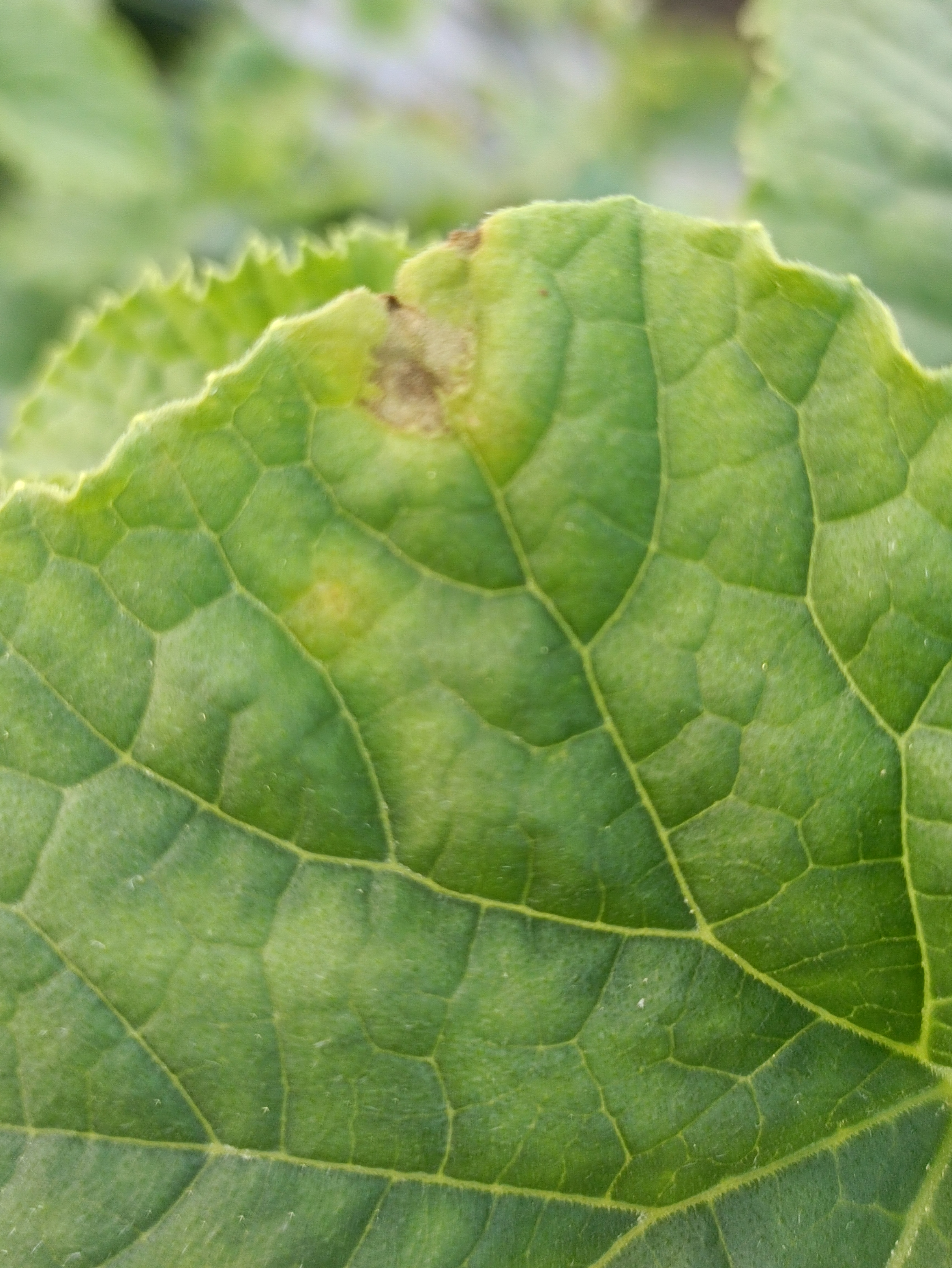 老师您好麻烦您给看看这甜瓜叶片得了什么病用什么药治疗发展快传播快