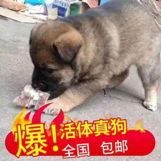 邹平市土狗种狗  大量
