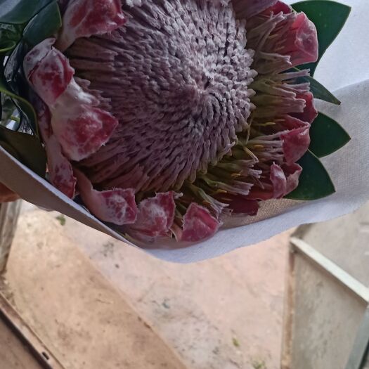 通海县帝王花鲜切花 南非帝王花，王帝王，粉色，鲜切花，基地直供！