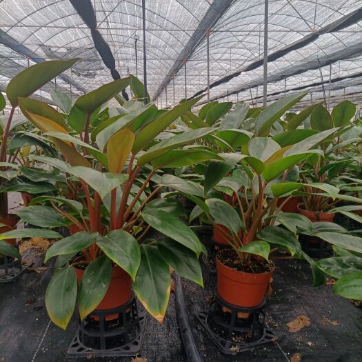广州 红金钻大叶金钻盆栽绿植盆景绿植防辐射吸甲醛净化空气吸二手烟