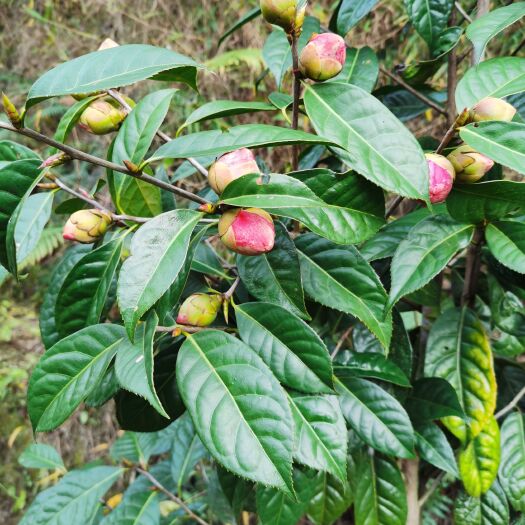 四会市红花油茶树  红花油茶苗   红花油茶营养袋苗