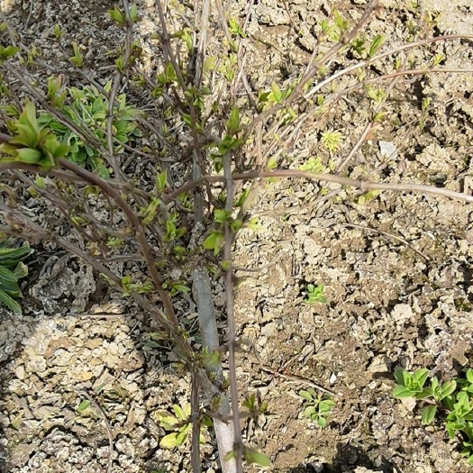 常州北花一号金银花苗 金银花苗