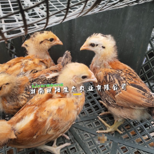 脱温苗一月龄黄麻羽多蛋产绿壳蛋鸡苗半大鸡苗蛋鸡苗黄脚白肉细脚