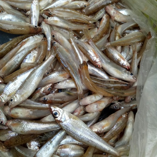 新丰县沙丁鱼 沙勾鱼