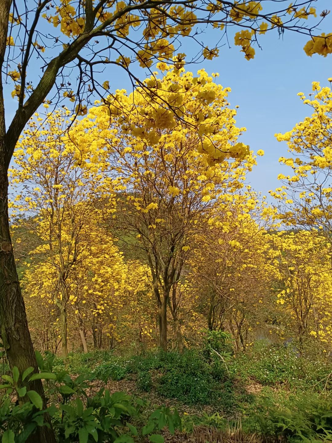 黃花風(fēng)鈴木 黃花多花風(fēng)鈴