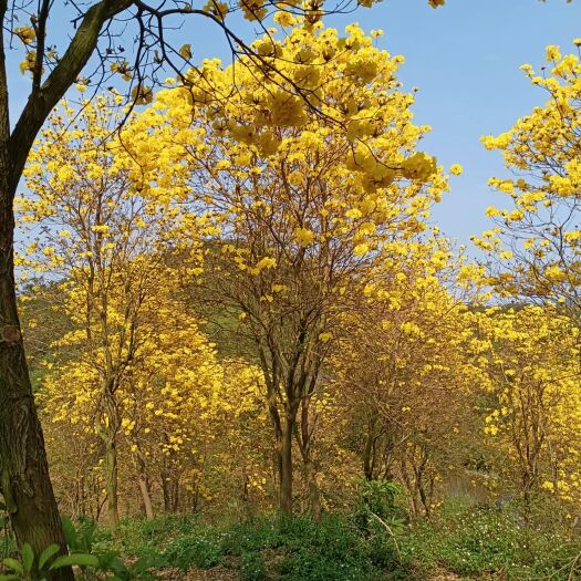 云浮黄花风铃木 黄花多花风铃
