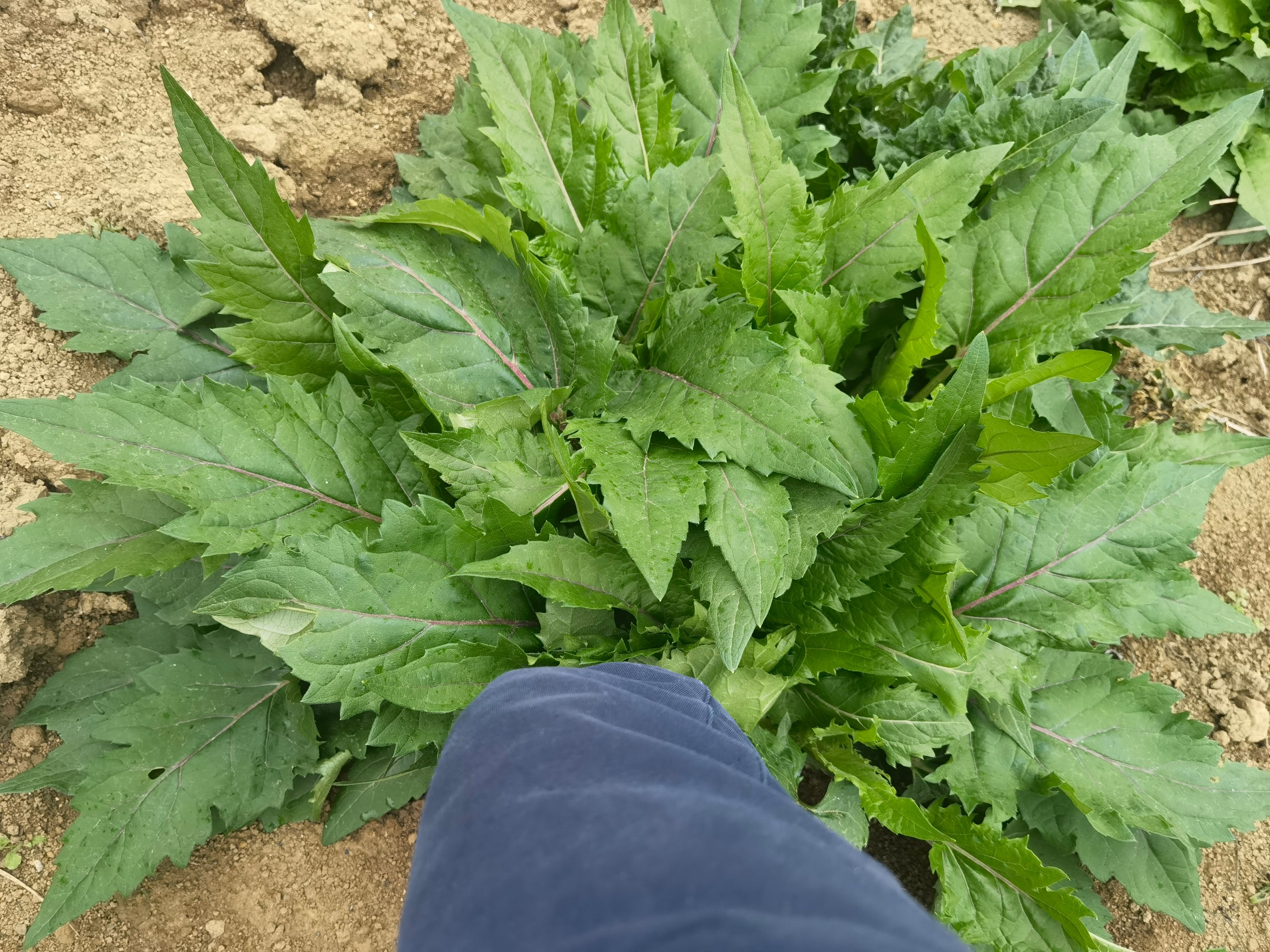 大葉蛋白菊苗牧草苗蛋白菊苗