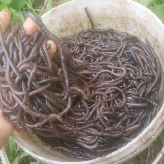  小蚯蚓