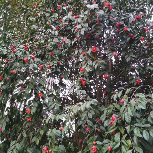 四会市红花油茶树 红花油茶苗  红花油茶营养杯苗