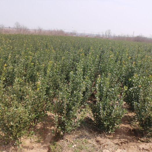 招远市 山东自家种植冬青球（各种规格），毛球，大叶黄杨