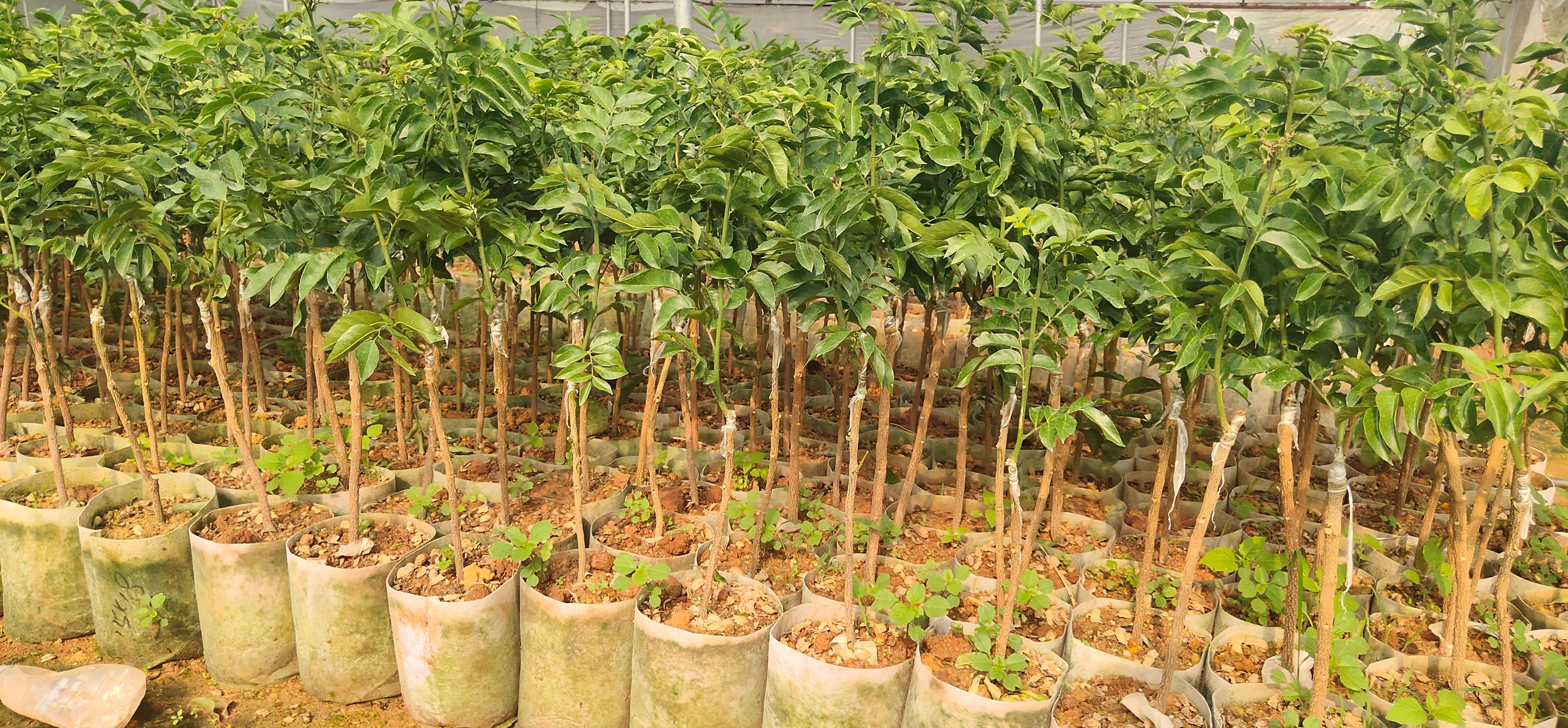 新品紫肉黄皮果苗带杯土发 黄皮果嫁接苗