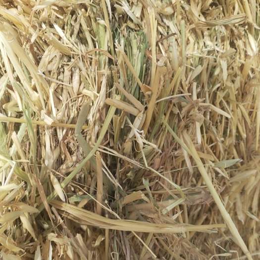 平罗县饲料燕麦草 燕麦草