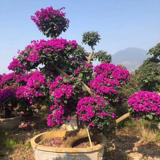 漳浦县紫花三角梅 造型三角梅，各种规格