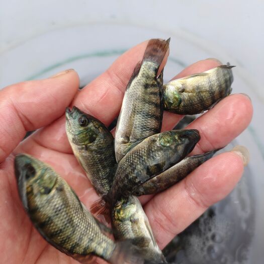 南宁罗非鱼苗，宝路罗非，脆肉罗非，快大优良，鱼场直供，