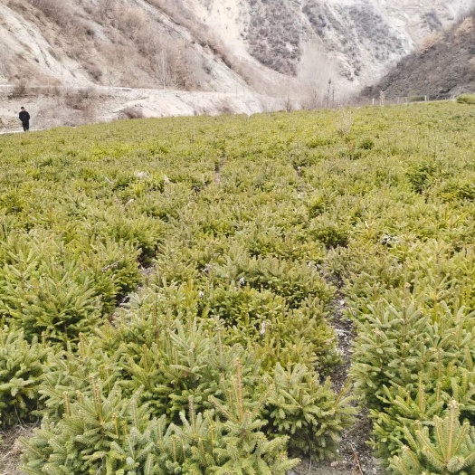 定西20厘米云杉小苗，甘肃云杉床苗。旱地苗木，荒山造林