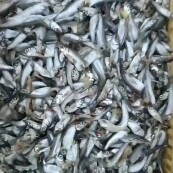 济南工厂吨位价直销 多春鱼下角料