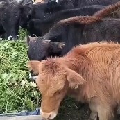 宕昌县常年出售，精品改良小黄牛，牛犊。育肥快。抵抗力强适合圈养放