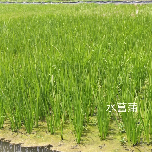 微山县水菖蒲苗 水菖蒲