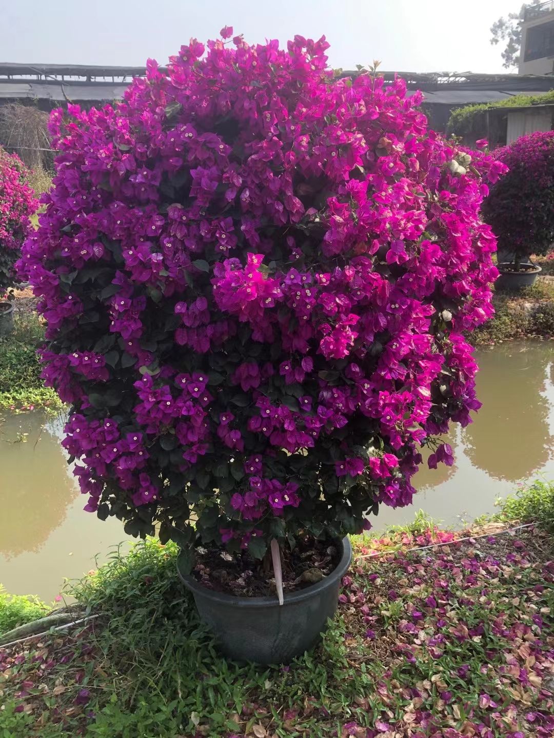 漳浦县紫花三角梅球，合种规格。其他颜色也有