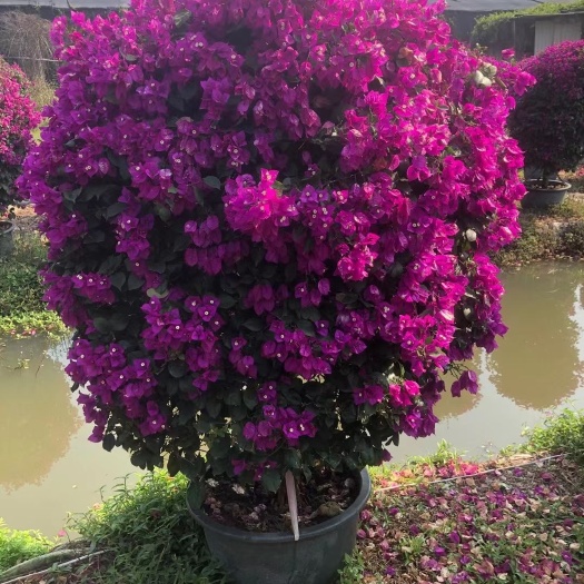 紫花三角梅球，各种规格。其他颜色也有