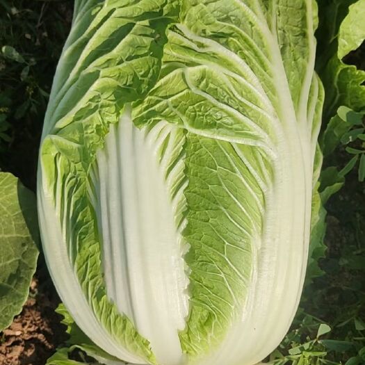 宾川县 大白菜。蔬菜水果长期代办。价格随行就市