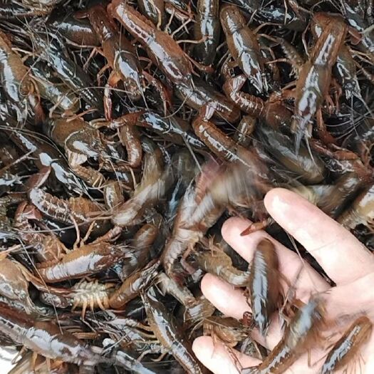 岳阳小龙虾苗 岳阳本地精品虾苗