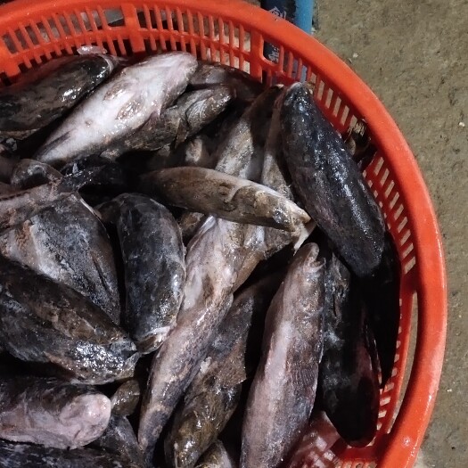 屯昌县沙光鱼 笋壳鱼