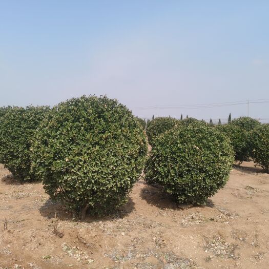 招远市 山东自家种植冬青球（各种规格），大叶黄杨