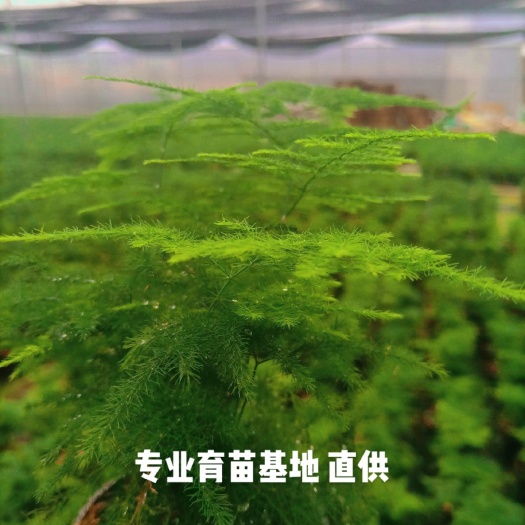 广州 文竹盆栽植物净化空气办公室花卉盆景绿植防辐射小盆栽
