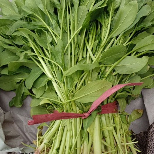 邯郸红菠菜 小叶红根菠菜