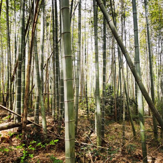 枞阳县毛竹出售五元一根，自砍自运，地址，位于安徽省铜陵市枞阳县