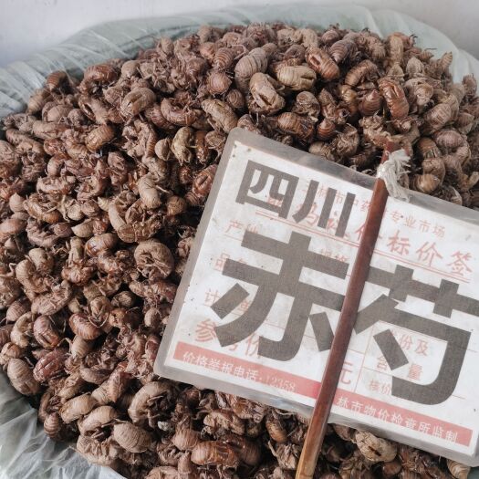 玉林蝉蜕